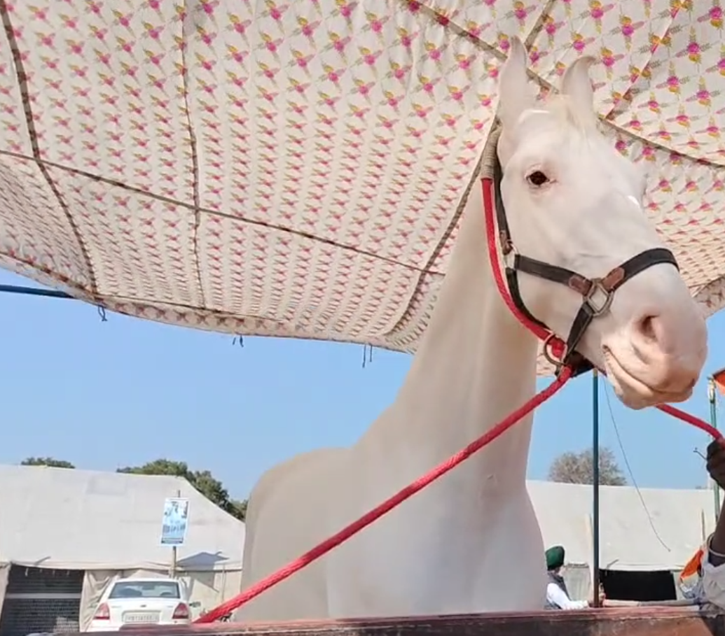 HORSE BUSINESS IN PUNJAB