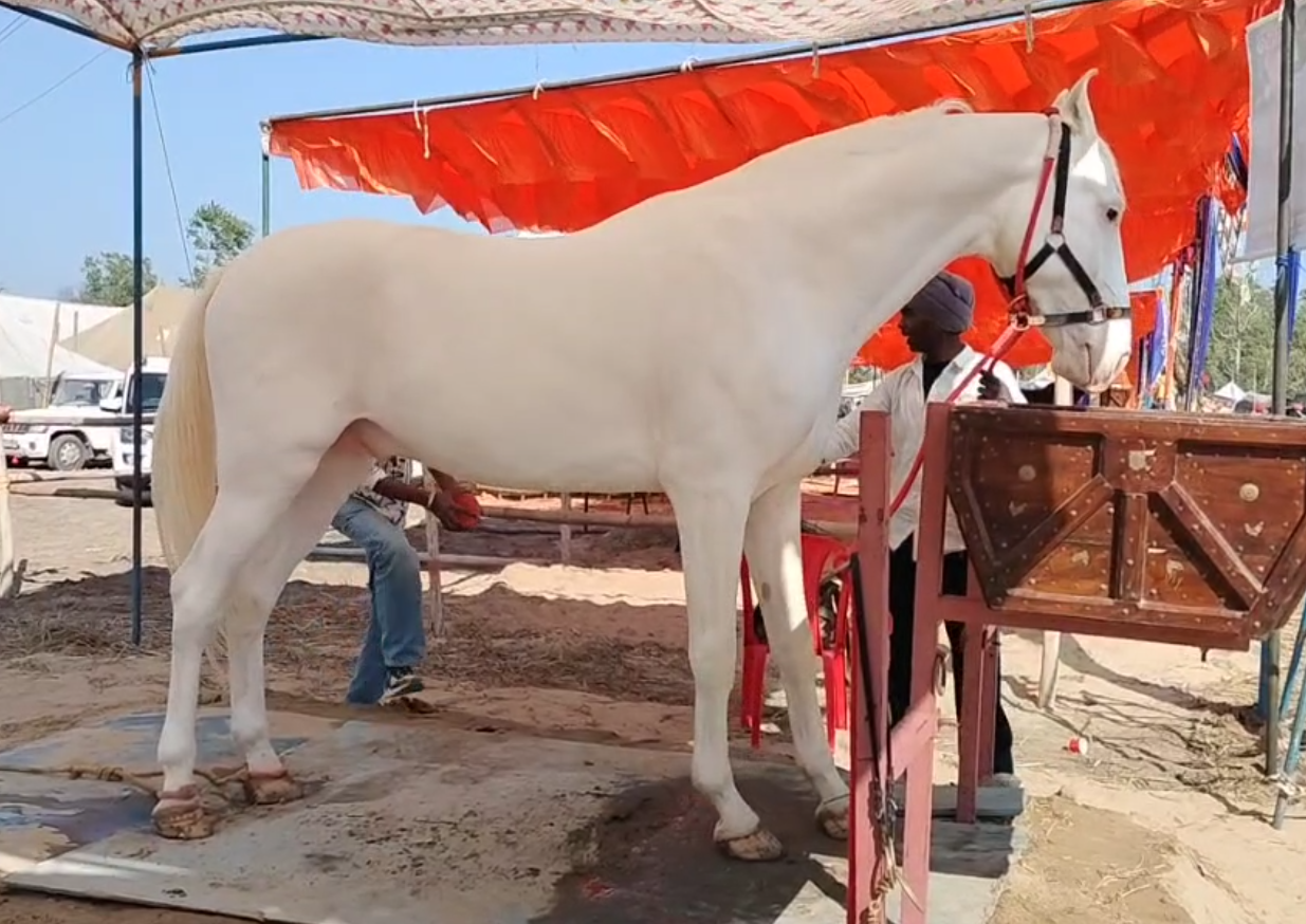 HORSE BUSINESS IN PUNJAB