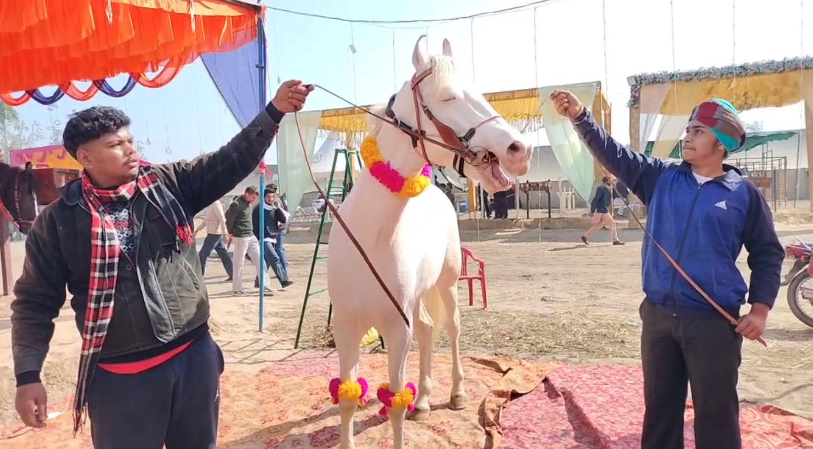 HORSE BUSINESS IN PUNJAB