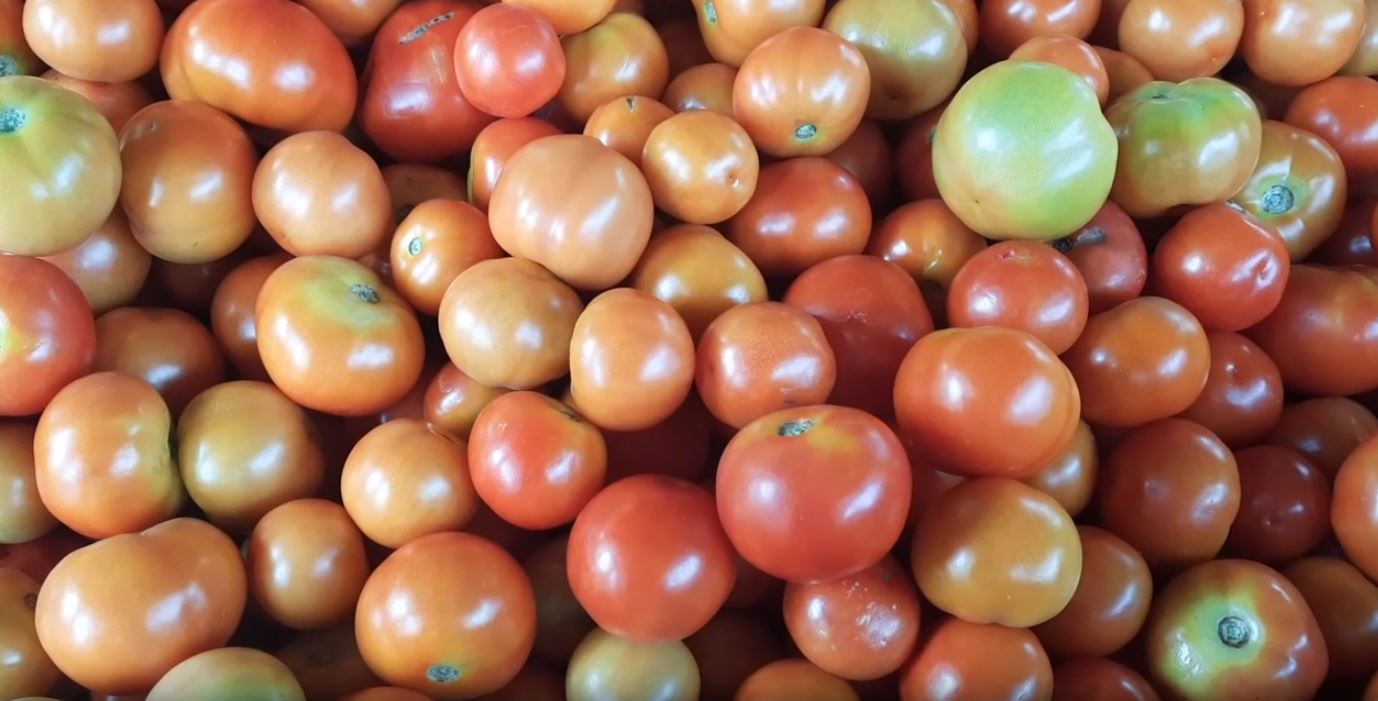 Tomato farmers face losses due to low market prices in Angul