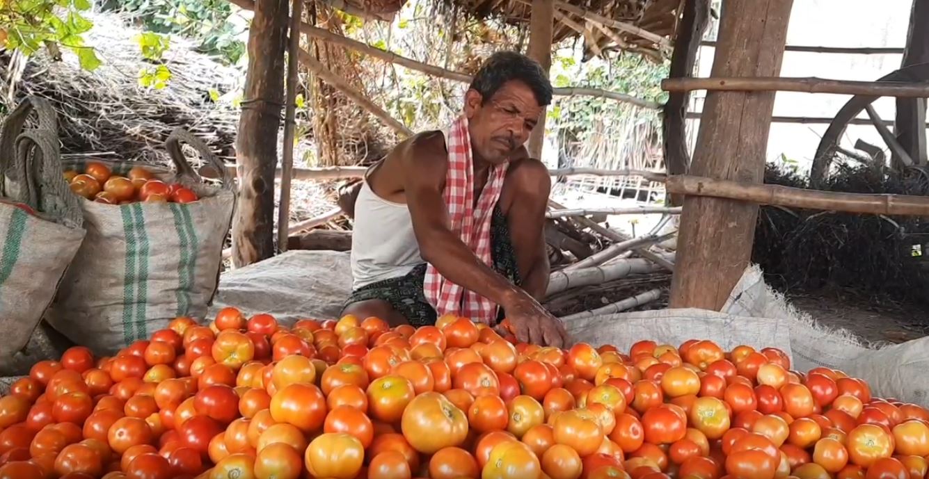 Tomato farmers face losses due to low market prices in Angul