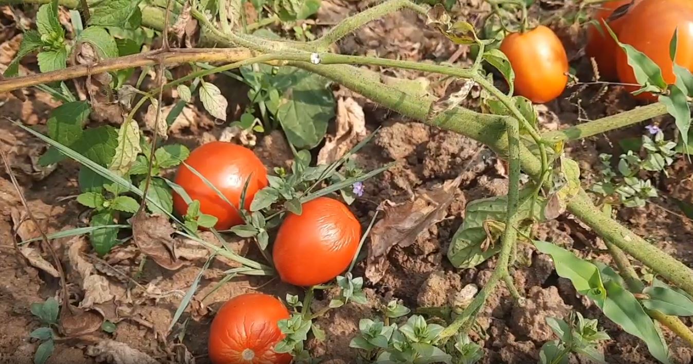 Tomato farmers face losses due to low market prices in Angul