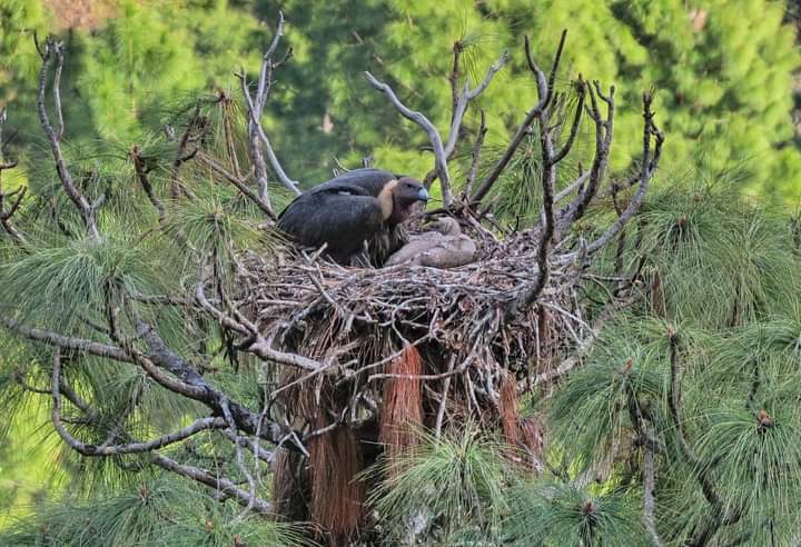 MANY SPECIES OF VULTURES IN UMARIA