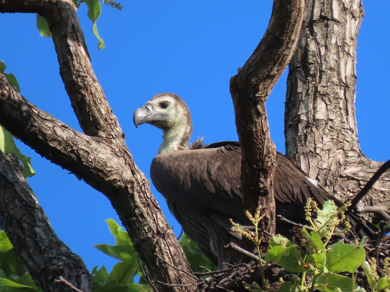 Bandhavgarh Tiger Reserve Vulture Counting