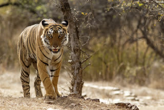 SINGRAULI tigress MOVEMENT