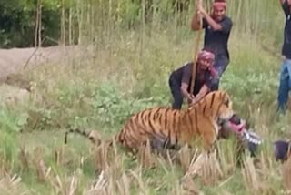 Forest staff try to scare the tiger away in Maipith on Monday.