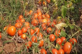 Tomato farmers face losses due to low market prices in Angul