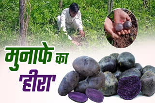 MP BLACK POTATO FARMING