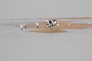 SANDGROUSE BIRDS IN PRAKASAM DISTRICT