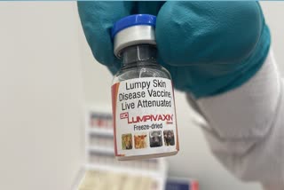 LUMPY SKIN DISEASE  BIOLUMPIVAXIN GETS CDSCO LICENSE  BIOVET A BHARAT BIOTECH GROUP COMP  BIOLUMPIVAXIN