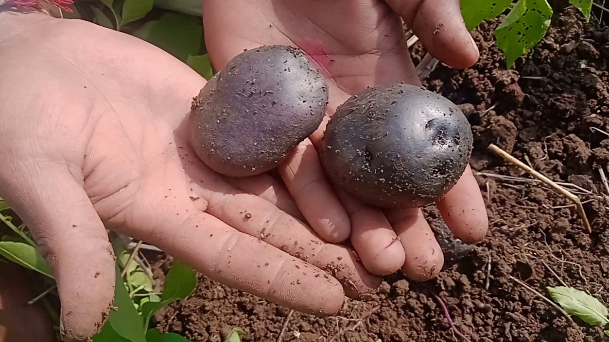 SOUTH AMERICA BLACK POTATO IN MP