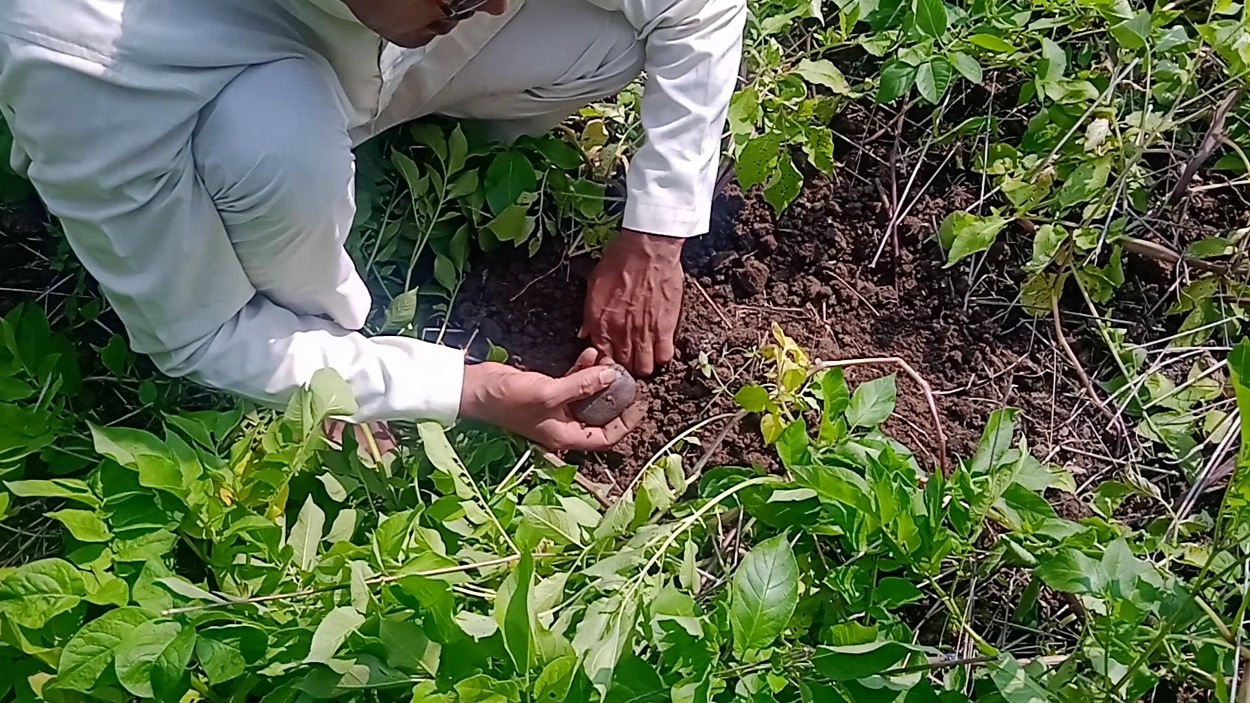 Black potato grows in South America