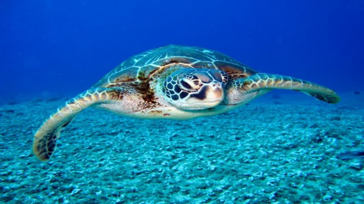 Food Poisoning After Eating Sea Turtle