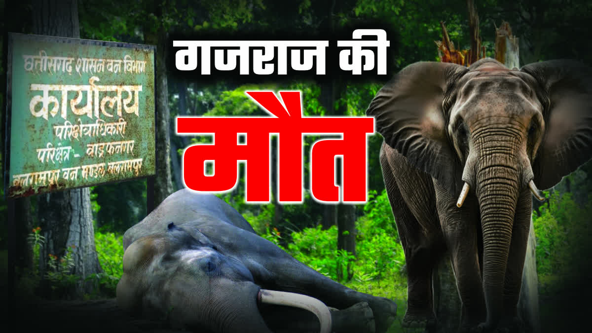 Elephant Death in Balrampur