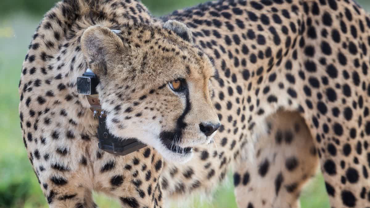 Cheetah Gamini Birth 5 Cubs