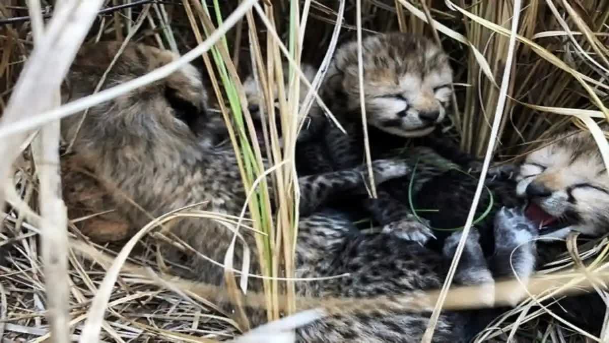 കുനോ ദേശീയോദ്യാനം  Kuno National Park in MP  Cheetah Gamini gave birth  ചീറ്റ പ്രസവിച്ചു
