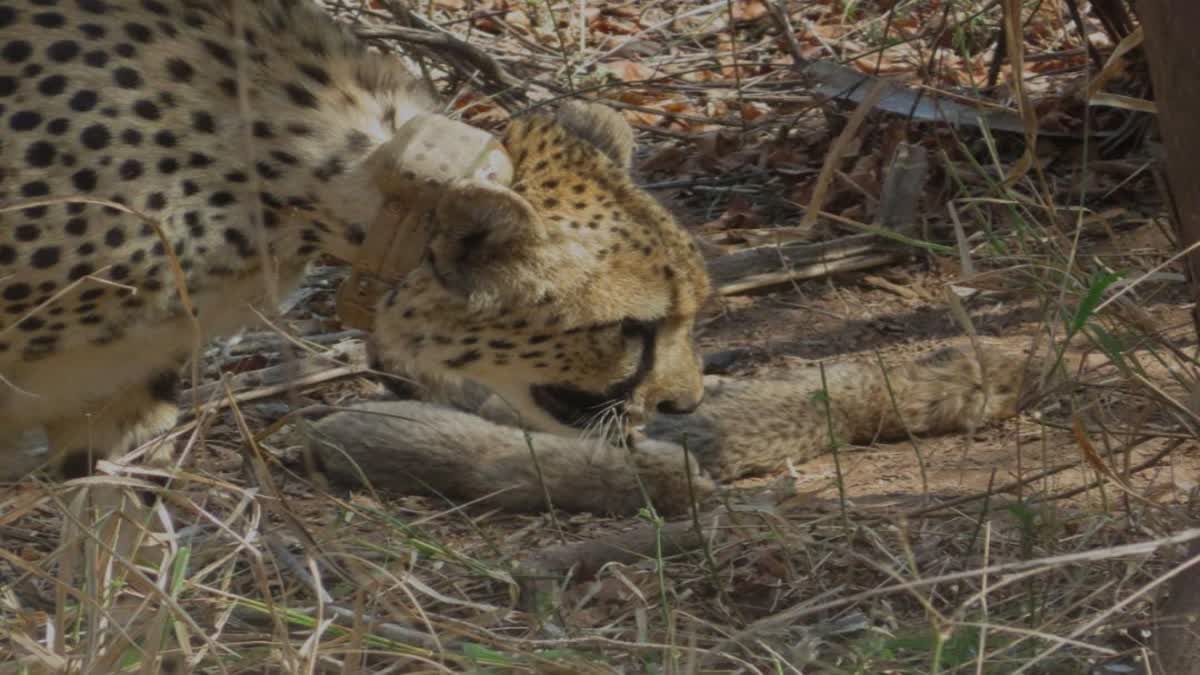 5 Cheetah Cubs Birth In Kuno National Park