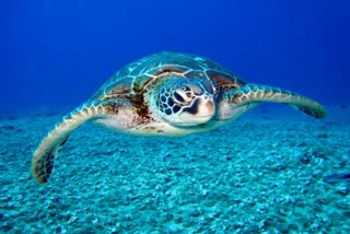 Food Poisoning After Eating Sea Turtle