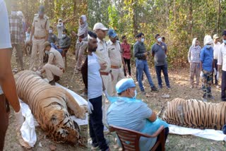 Male tiger T64 died in Kanha national park