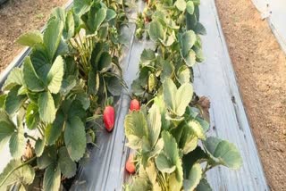 Strawberry Cultivation in Raipur