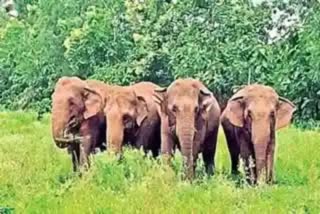 Elephants_Attack_on_Crop_Fields