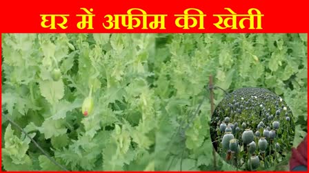 Opium Farming in Ambala