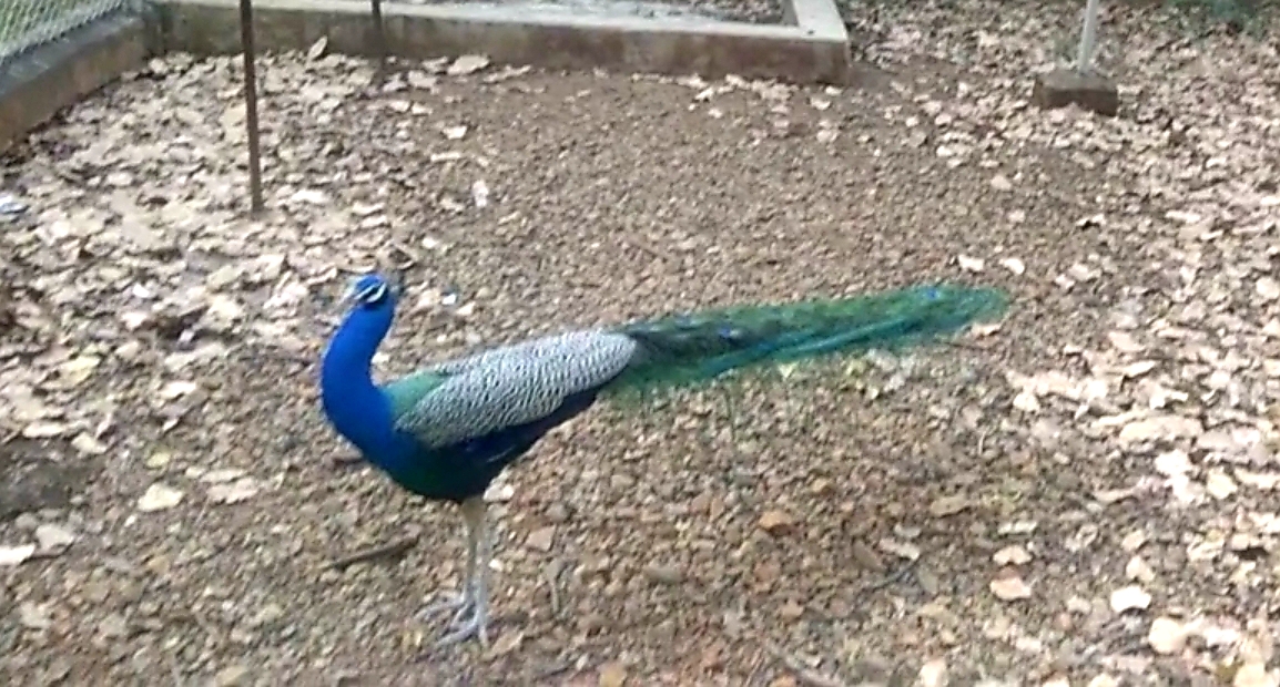Does peacock eat snakes