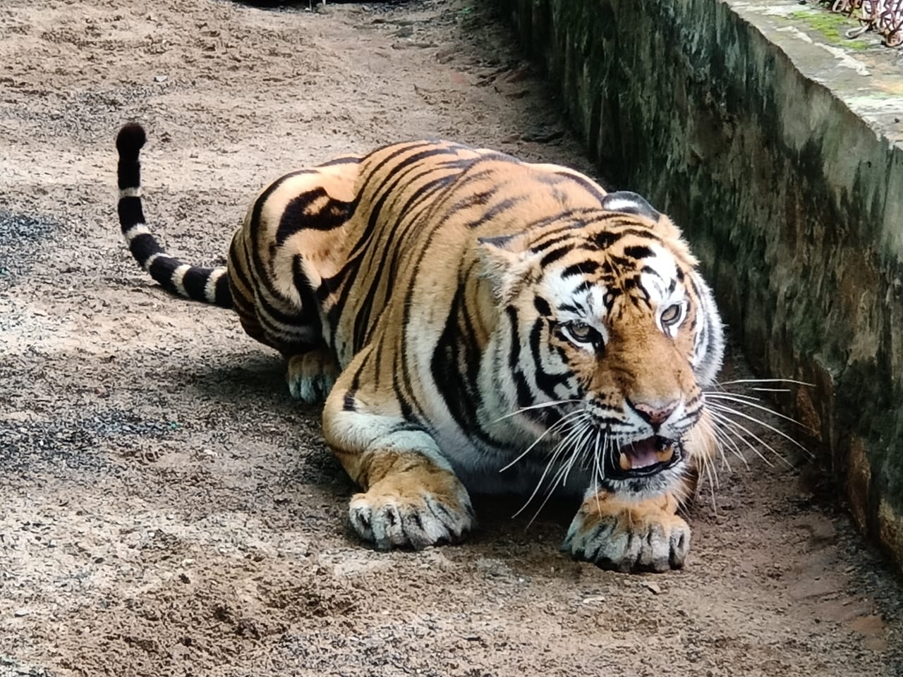 tigers leopards attack in mp