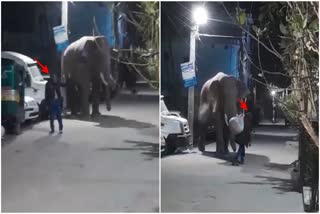 haridwar elephant