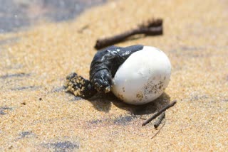 COASTAL MINING KOLAVIPALAM BEACH  SEA TURTLES EGG HATCHING  LATEST MALAYALAM NEWS  KOZHIKODE KOLAVIPALAM BEACH