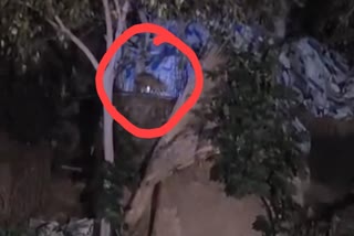 अशरफाबाद में दिखे दो तेंदुए