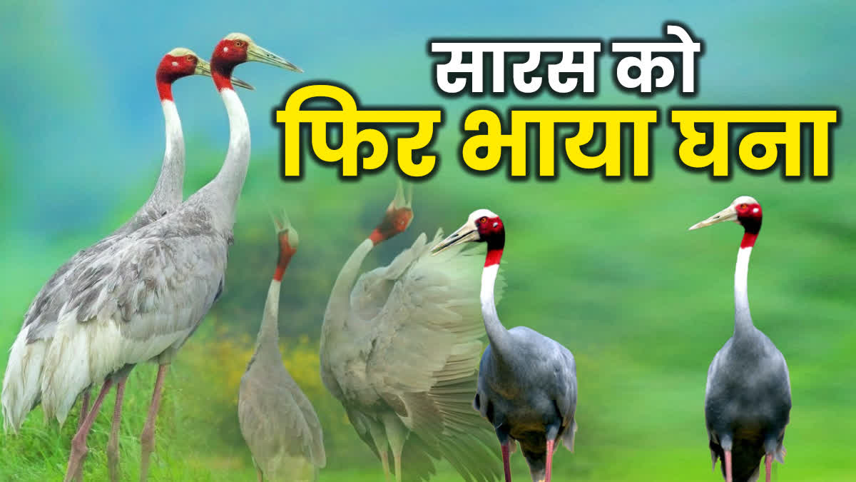 STORK IN BHARATPUR