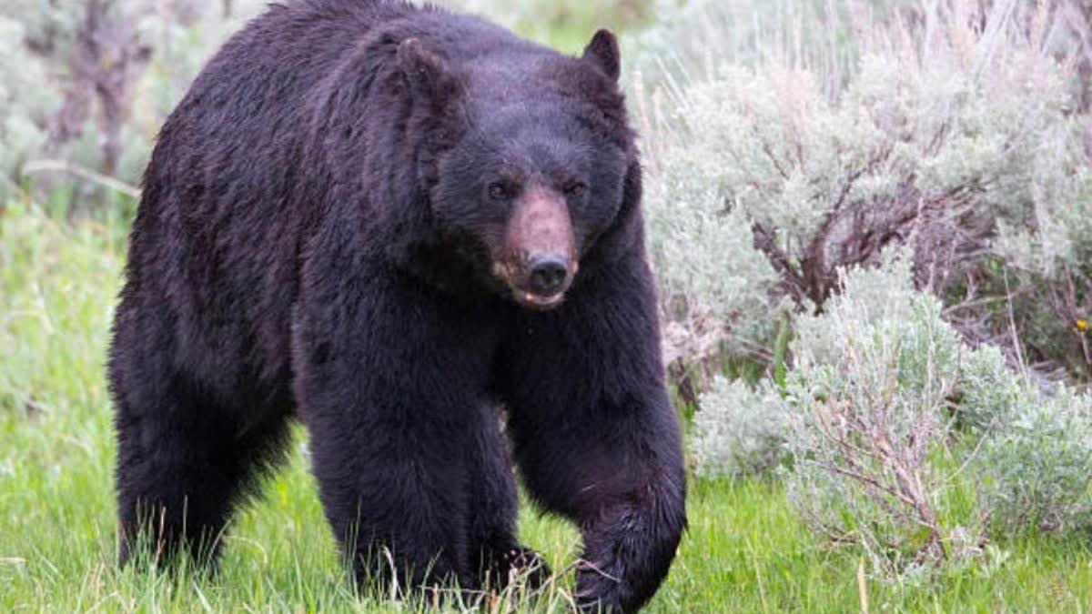 Female Bear Hunted