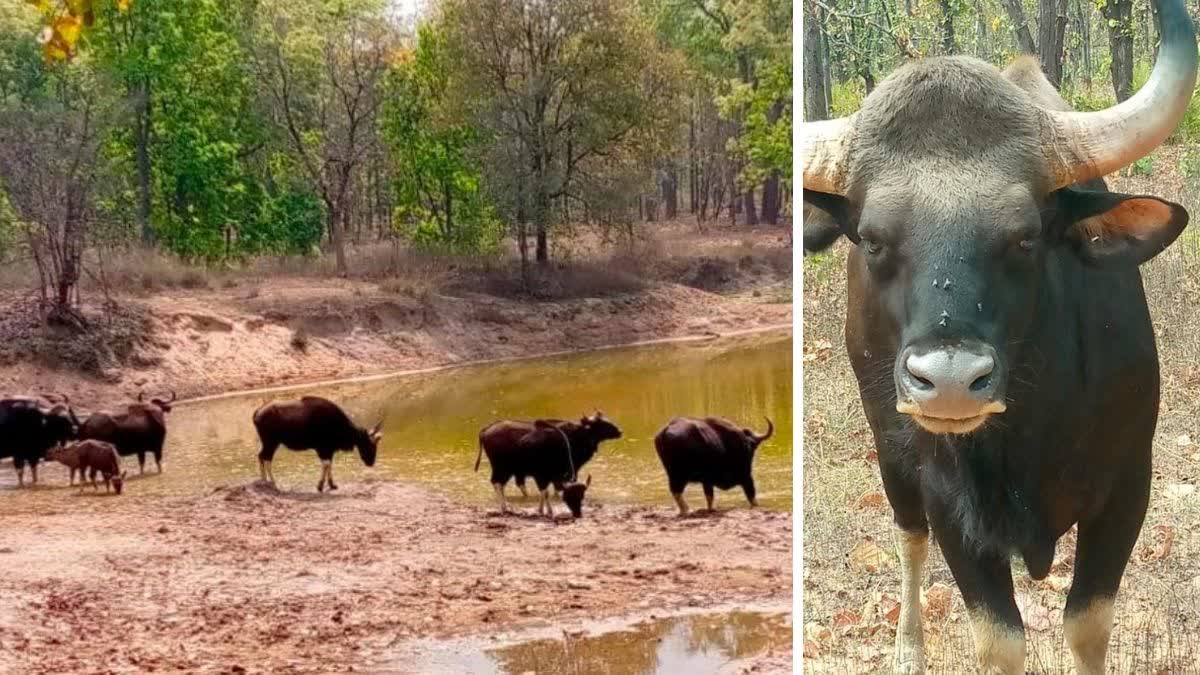 Bison seen in Guru Ghasidas National Park