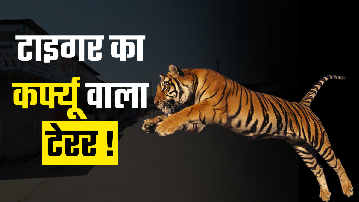 TIGER TERROR in Chhattisgarh