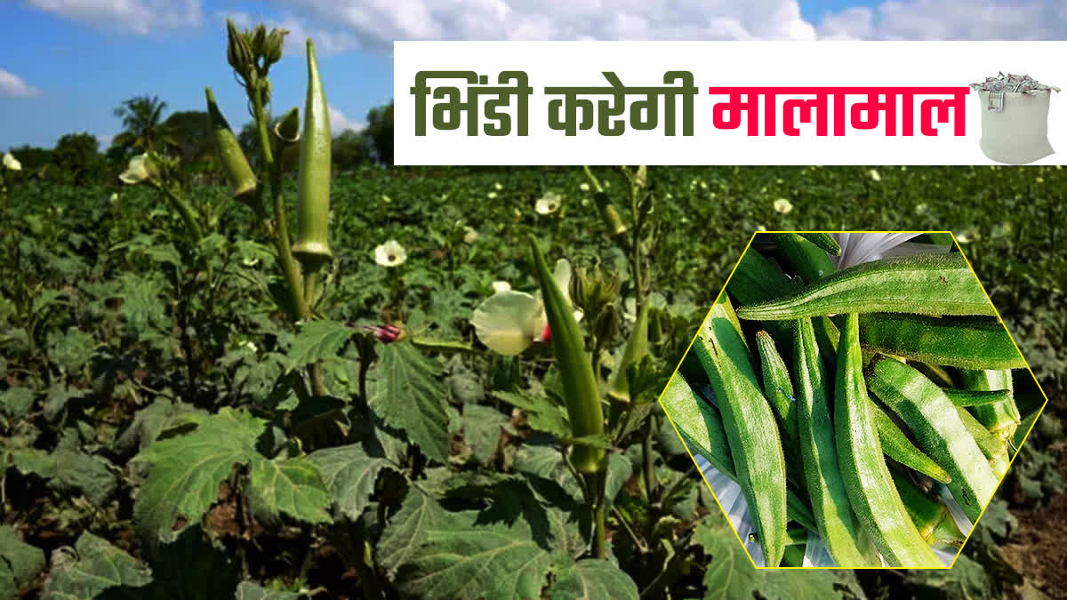 JABALPUR FARMER LADY FINGER FARMING