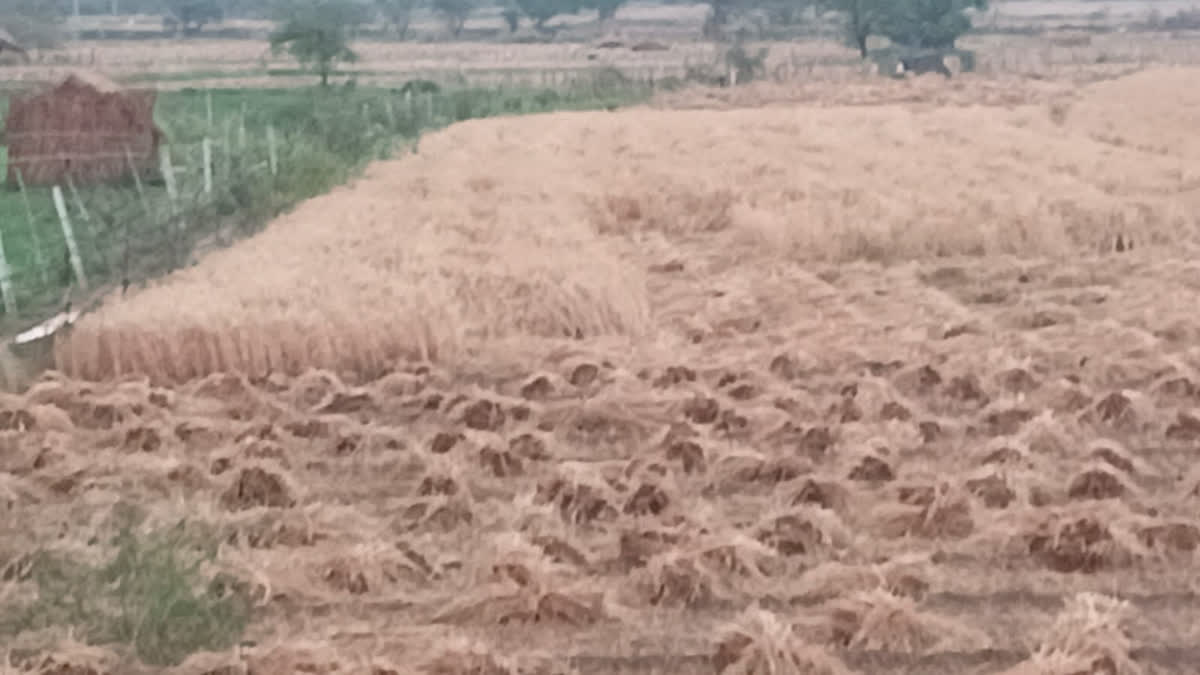 Gram sized hail fell in Dholpur