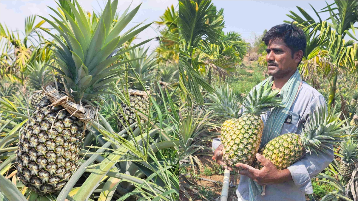 ಅನನಾಸ್​