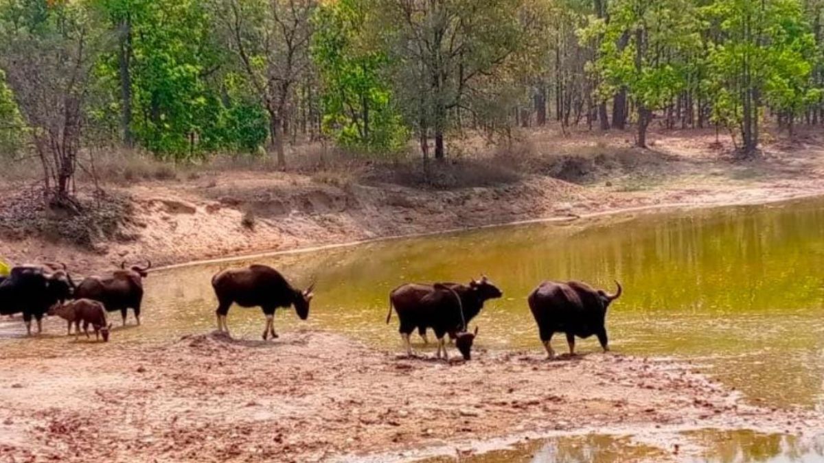 तालाब में पानी पीते देखे गए गौर