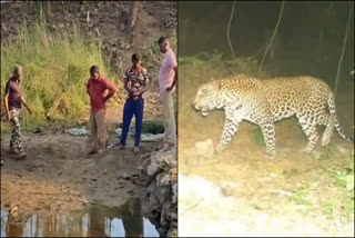 Leopard Roaming Not Visible