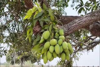 55 Mangoes In a Single Branch To Tree