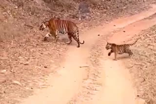 UMARIA TIGRESS CROSS ROAD WITH CUBS