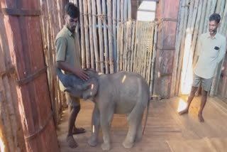 baby elephant going to the theppakadu elephant camp in nilgiris