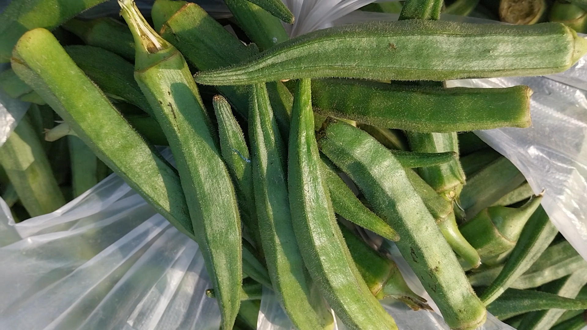 JABALPUR FARMER LADY FINGER FARMING