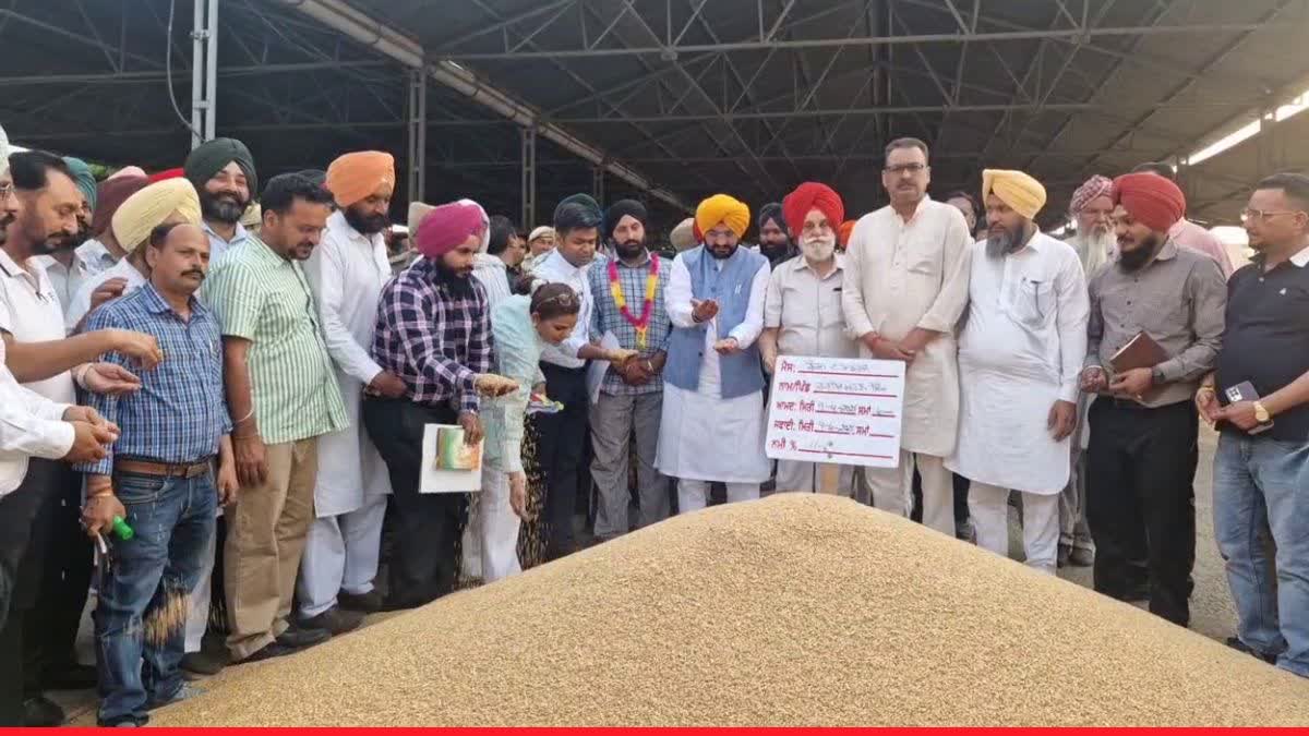 grain market Khanna