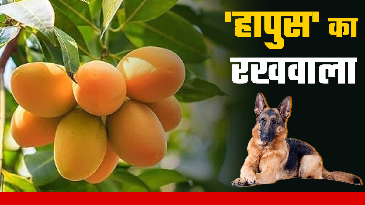 MANGO TREE CCTV MONITORING