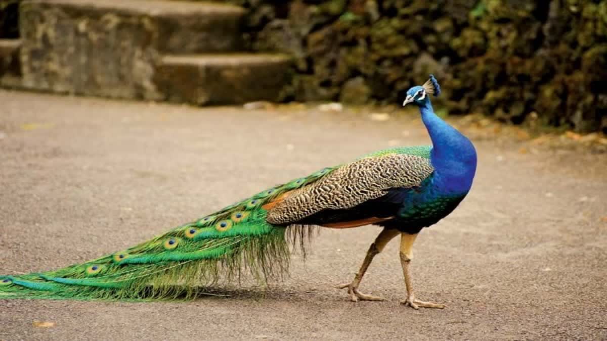 राष्ट्रीय पक्षी मोरों की मौत