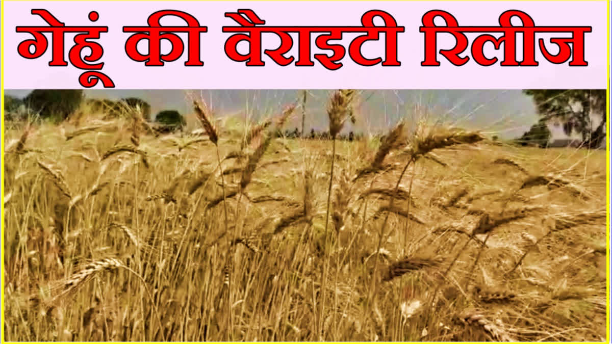 wheat and barley New varieties released