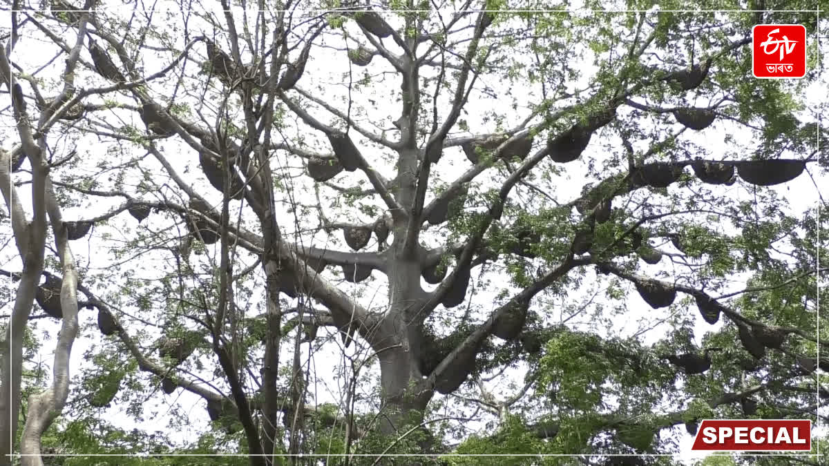 Bee Colonies in Mysuru
