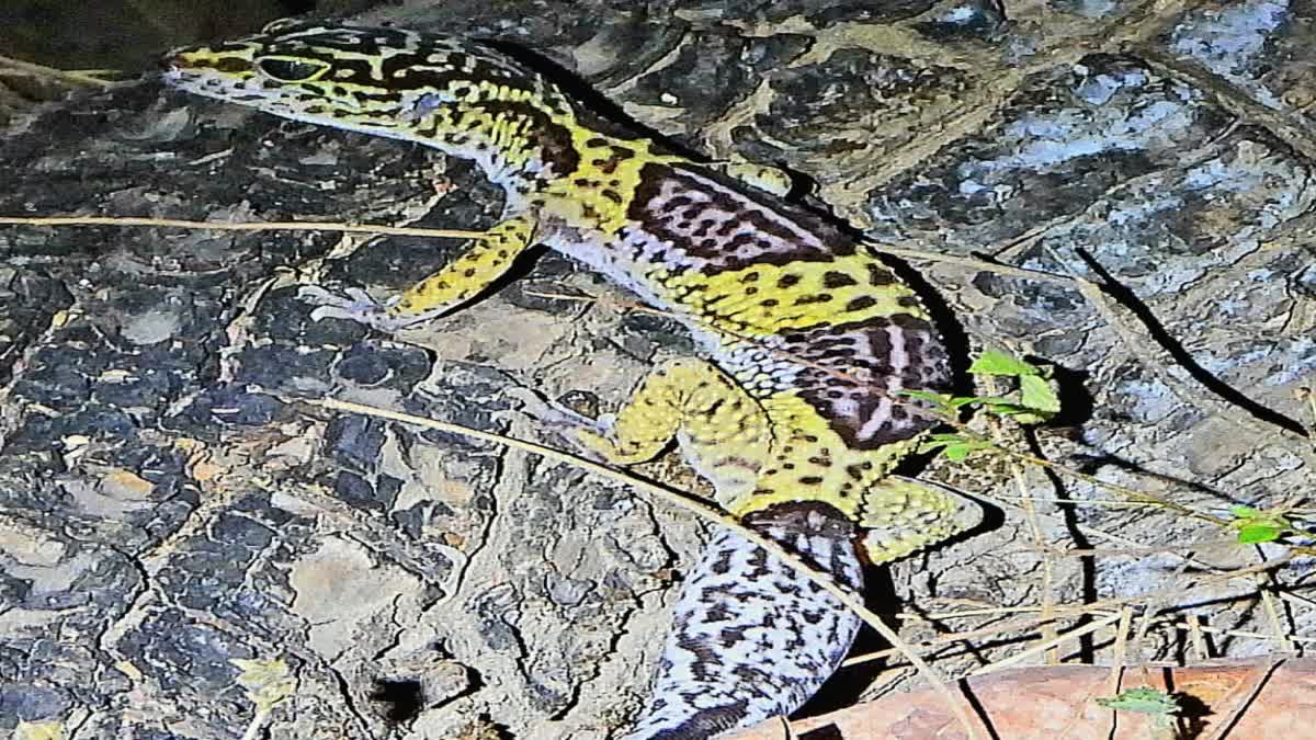 SATPURA LEOPARD GECKO